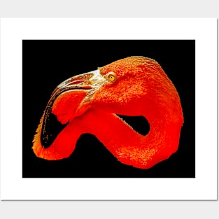 Flamingo head Posters and Art